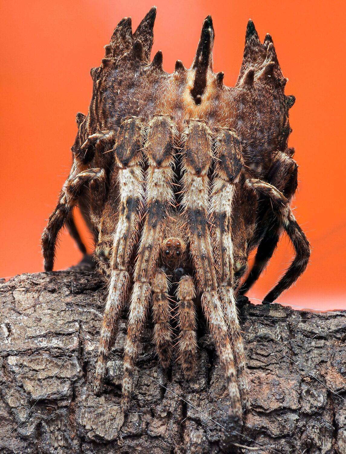 Фотография #12130762