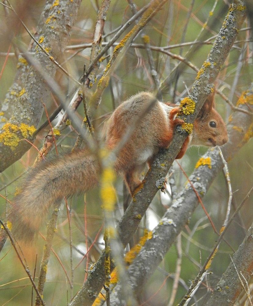 Photograph by Игорь Носков (Домненко)