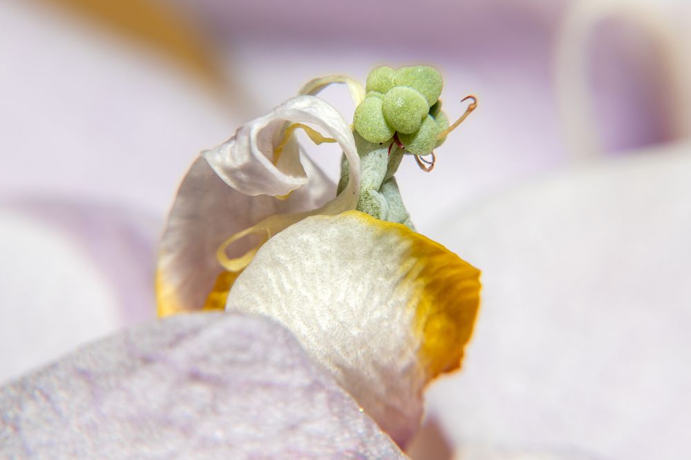 Photograph by Катерина Давыдова
