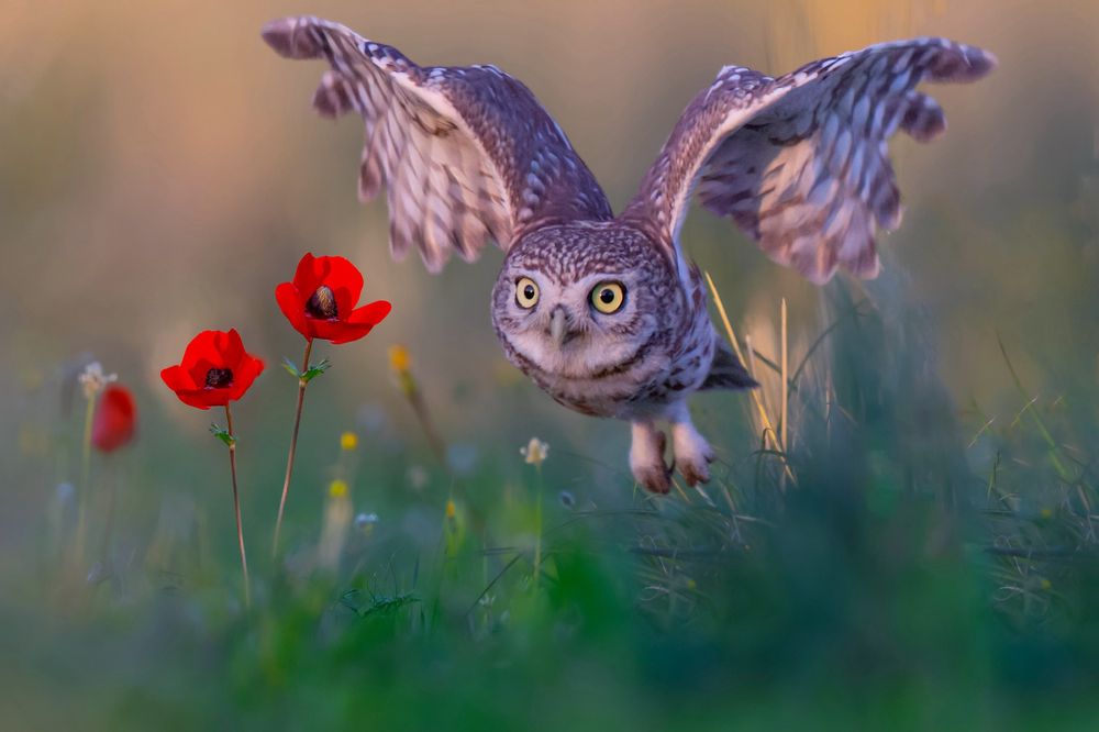 Фотография автора David Manusevich