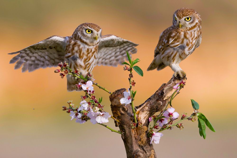 Фотография автора David Manusevich