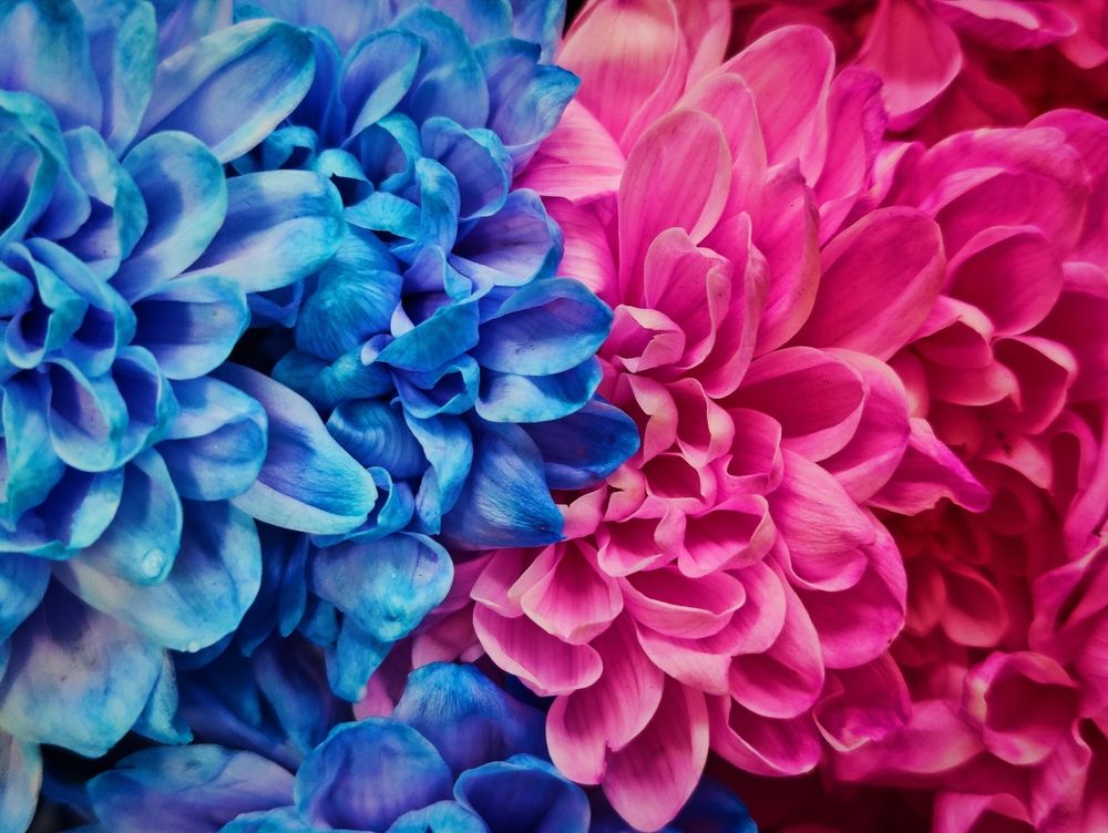 Photograph by Olena Chertous