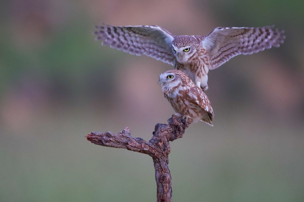 Фотография автора David Manusevich