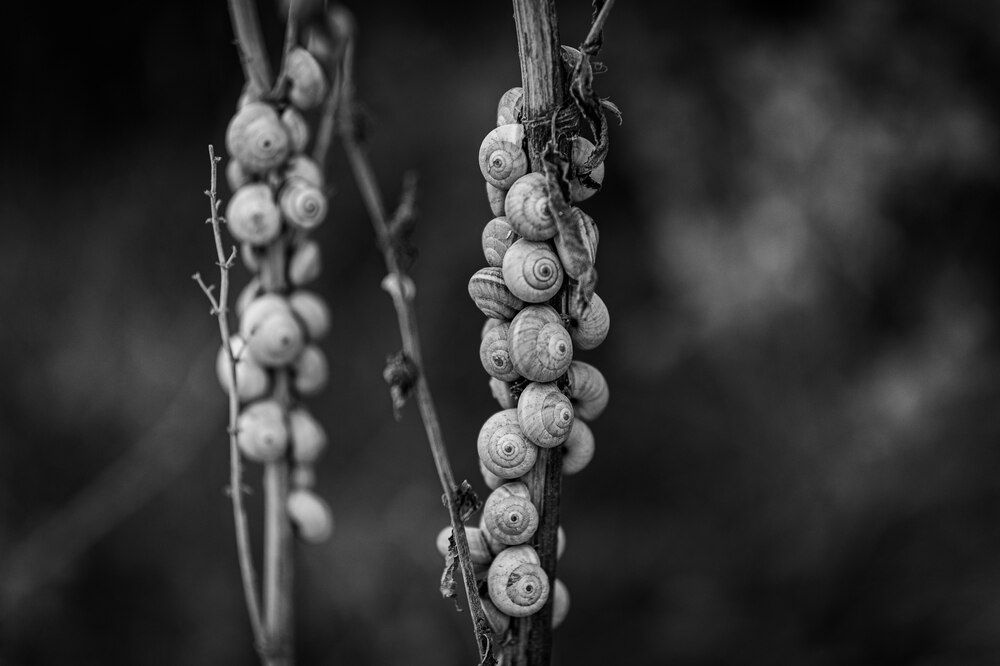 Photograph by Ahmet Songür