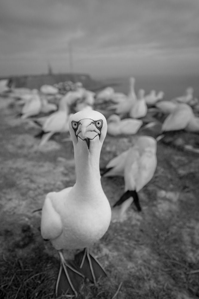 Guarding the colony of Gannets