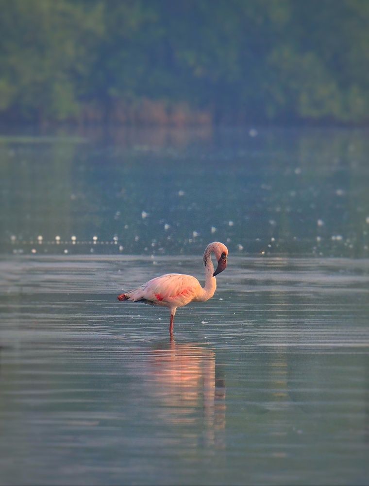 Фотография автора Pavitra Vyas