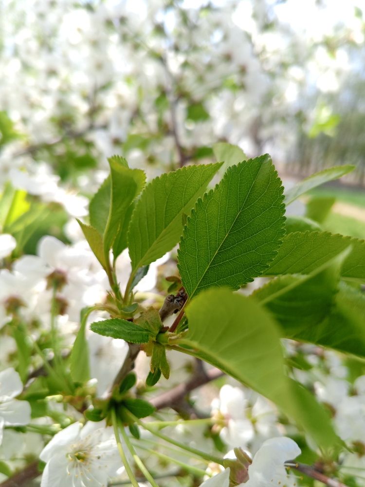 Photo #12134767