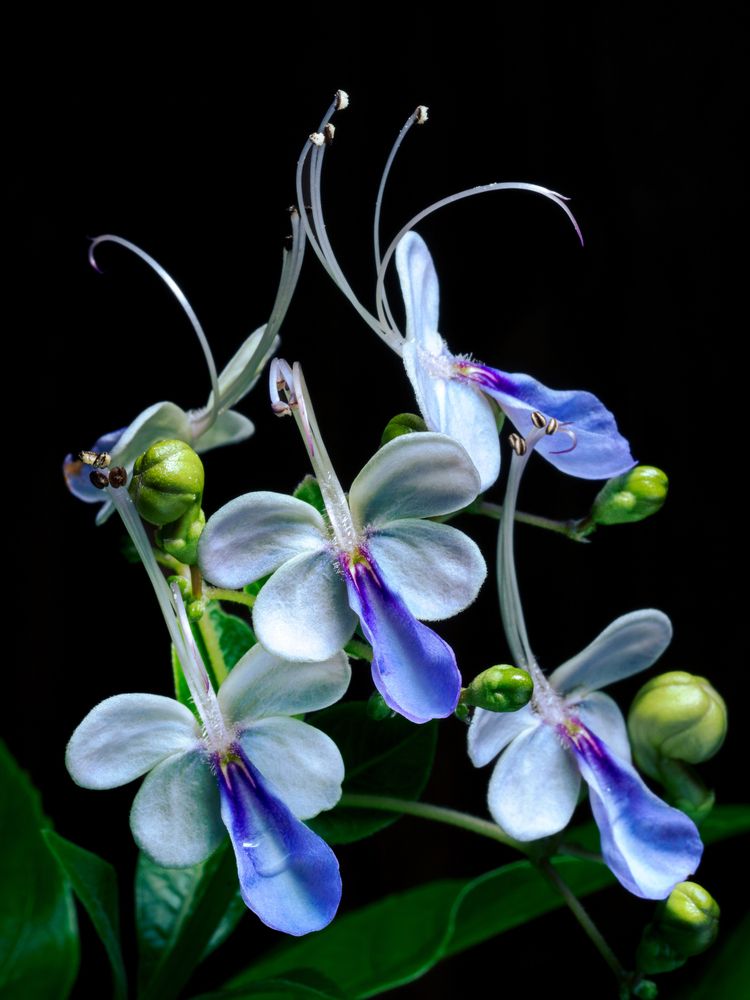 Dancing flowers