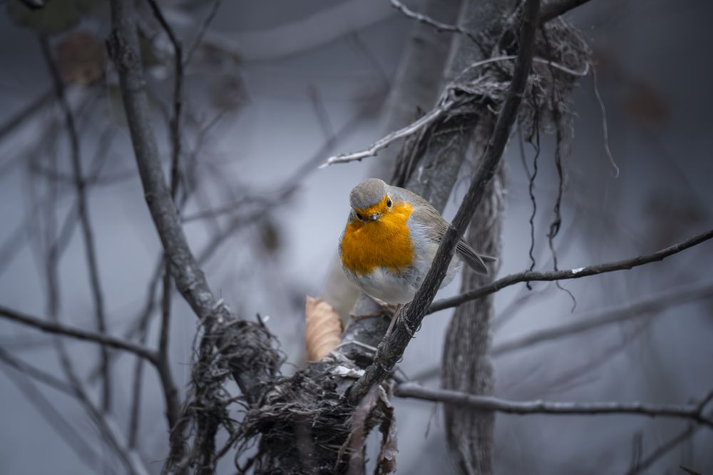 Photograph by Sajkovski Dejan