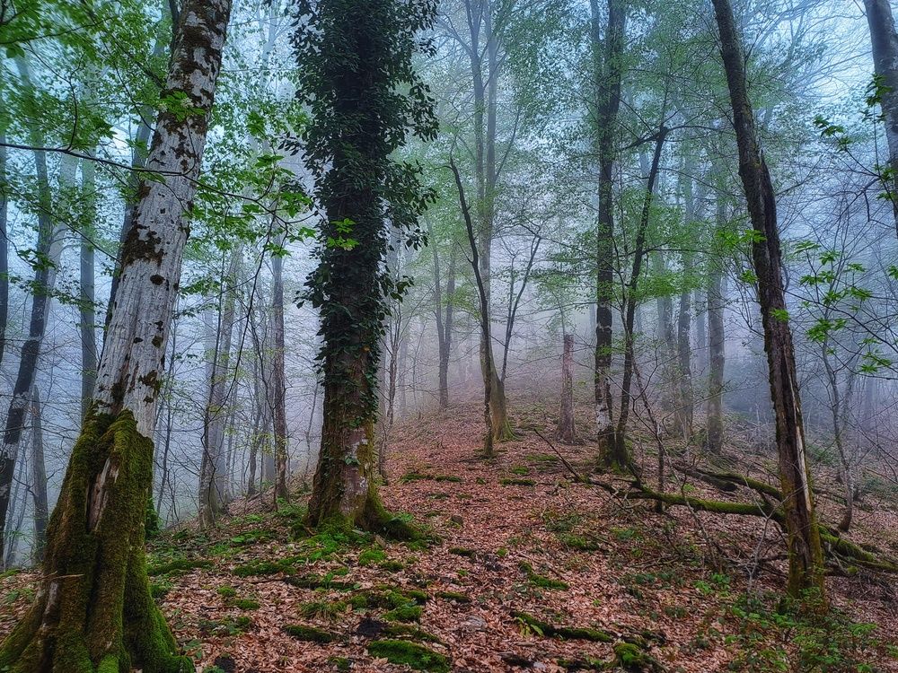 Photograph by Владимир Караман