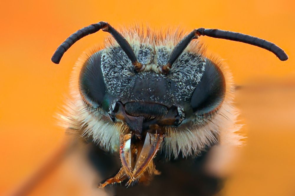 Bee