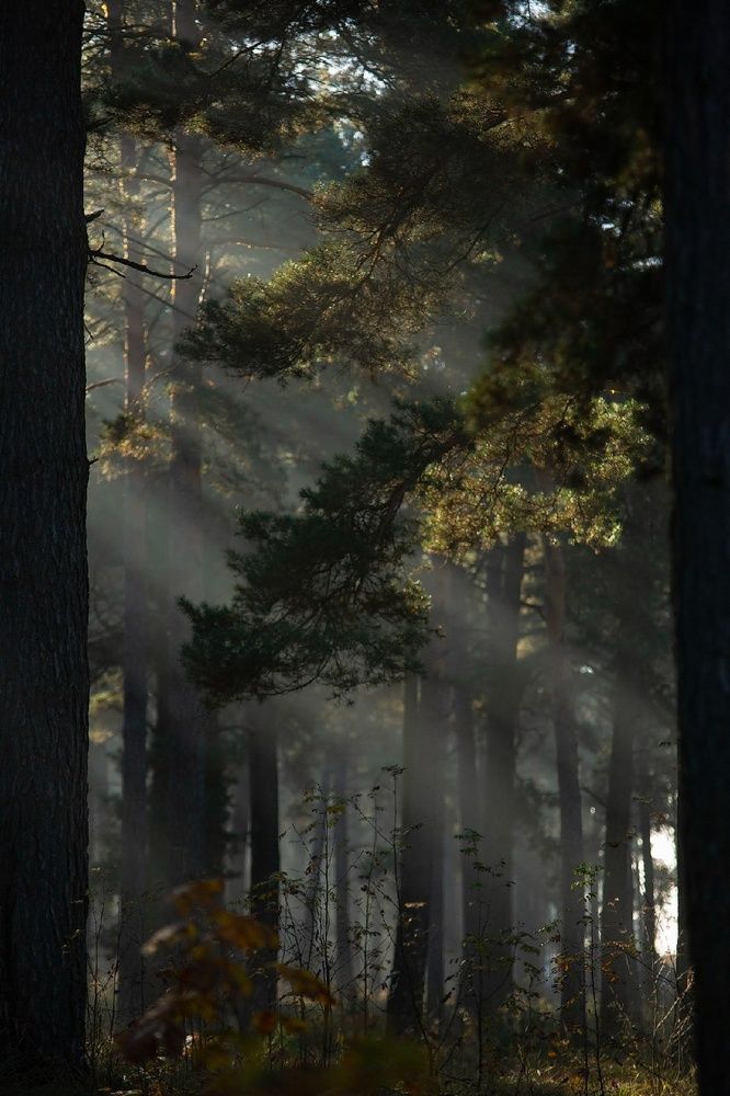 Photograph by Виктория Сивакова
