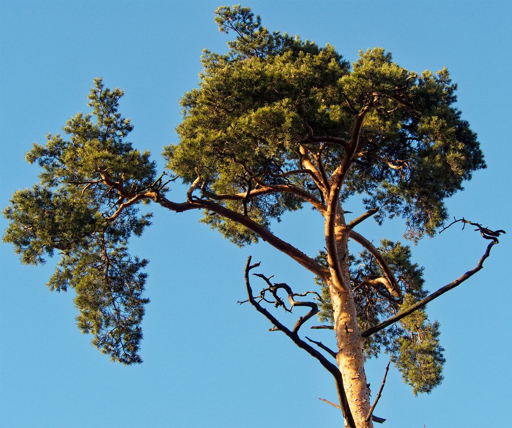 Фотография автора Павел Кулинич