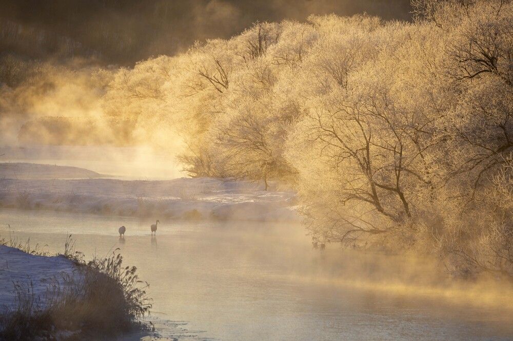 Cranes in the mist in Hokkaido