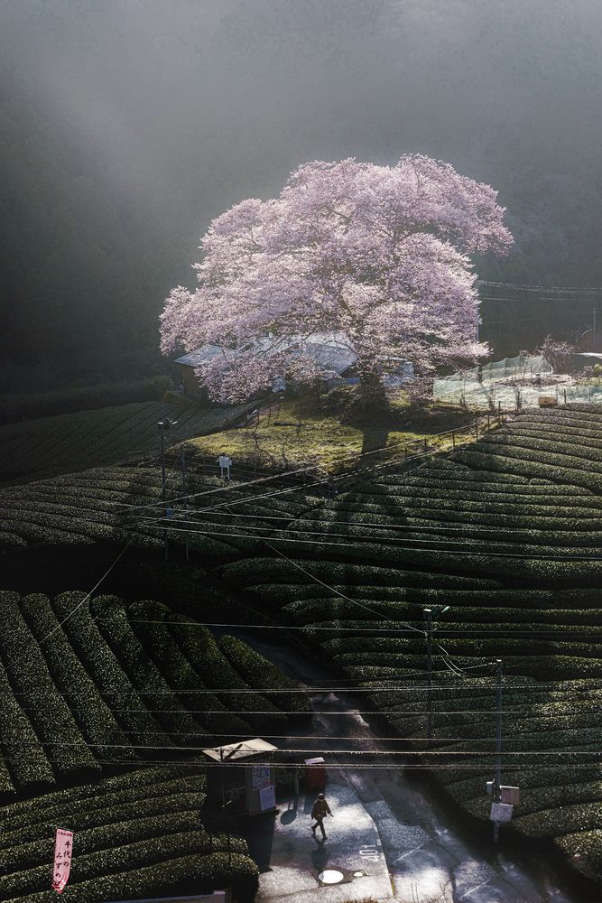 Sakura with daily life.