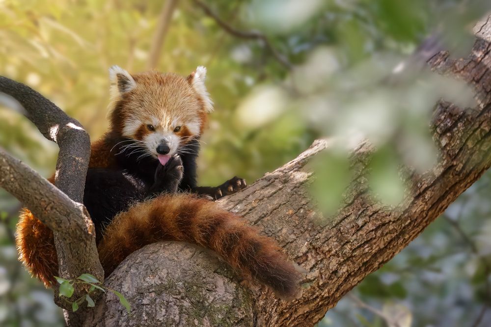 Red Panda