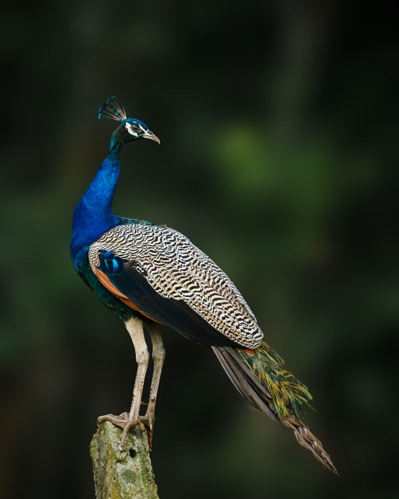 Фотография автора Ramesh Ray