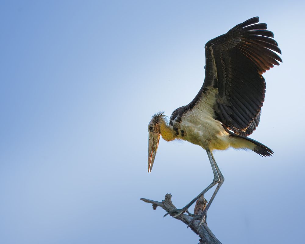 Lesser adjutant