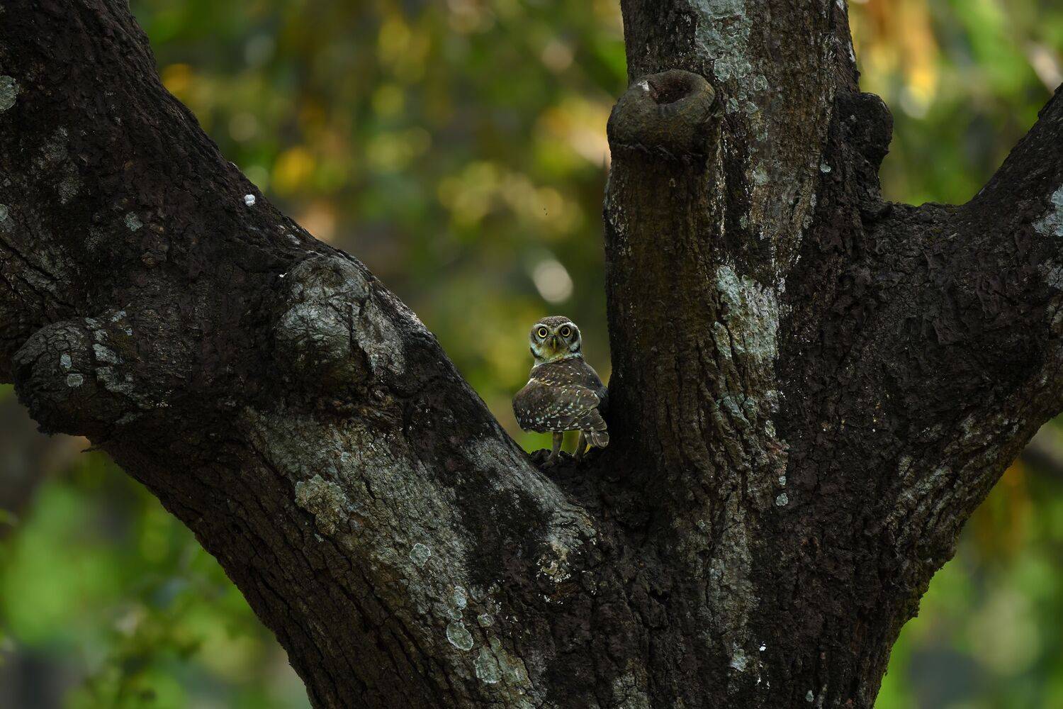 Spirit of the Old Tree