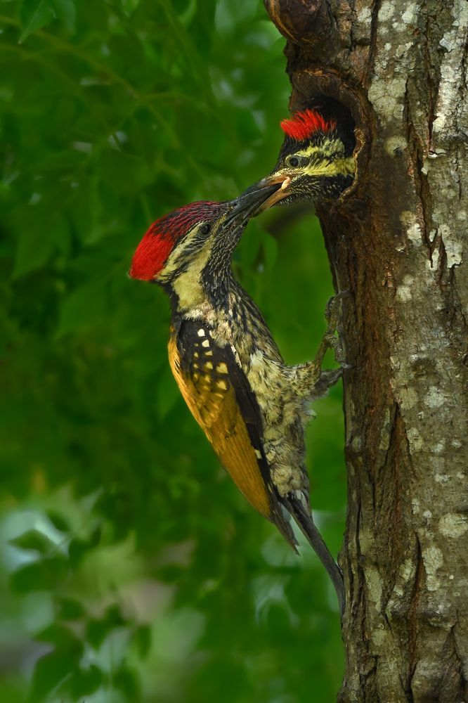 Photograph by Pinaki Ghosh