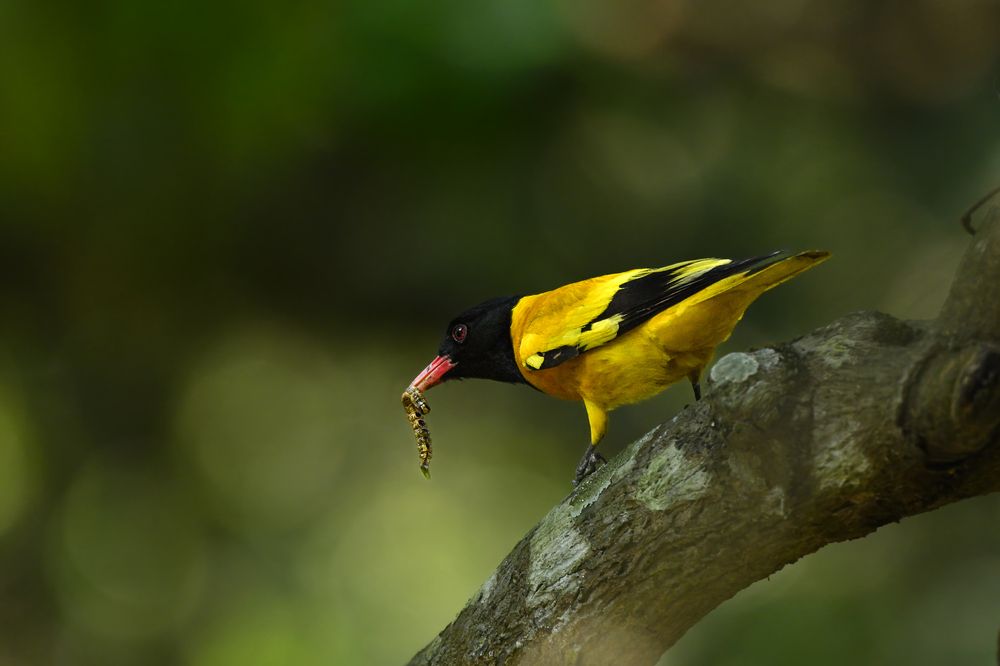 Photograph by Pinaki Ghosh