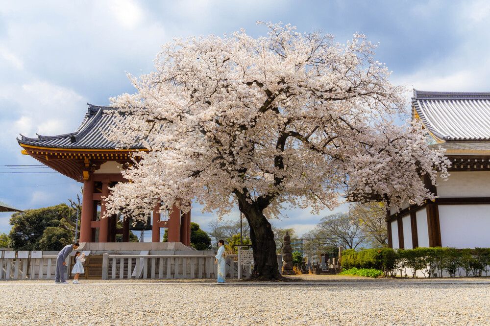 Photograph by SHAKE MD SAMIR