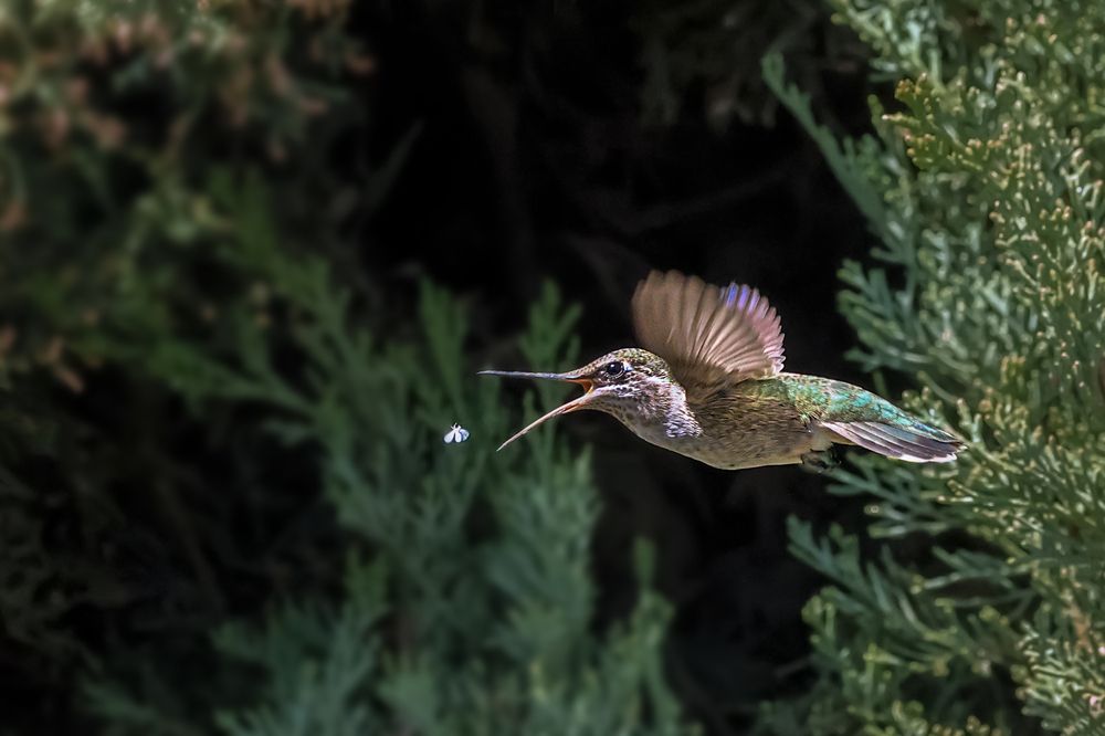 Photograph by Suresh S S