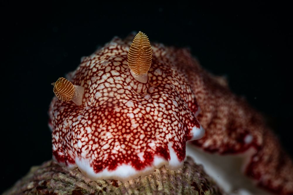 Reticulated nudibranch