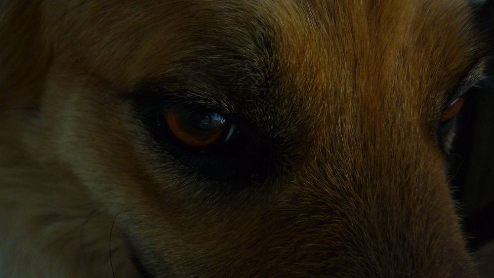 eyes