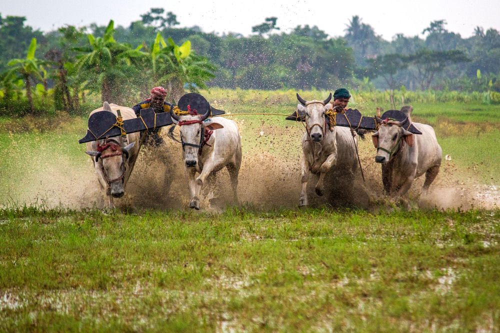 Photograph by Subhomoy Ghosh