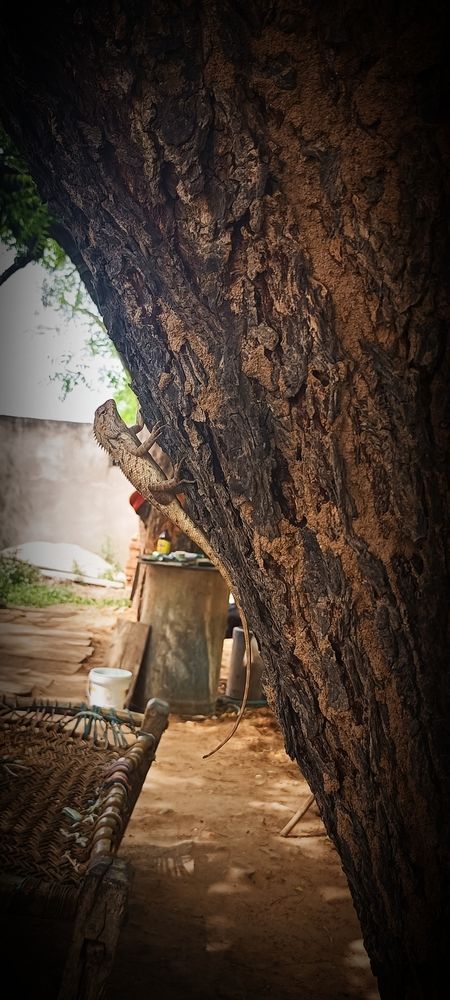 Photograph by Himanshu Sharma