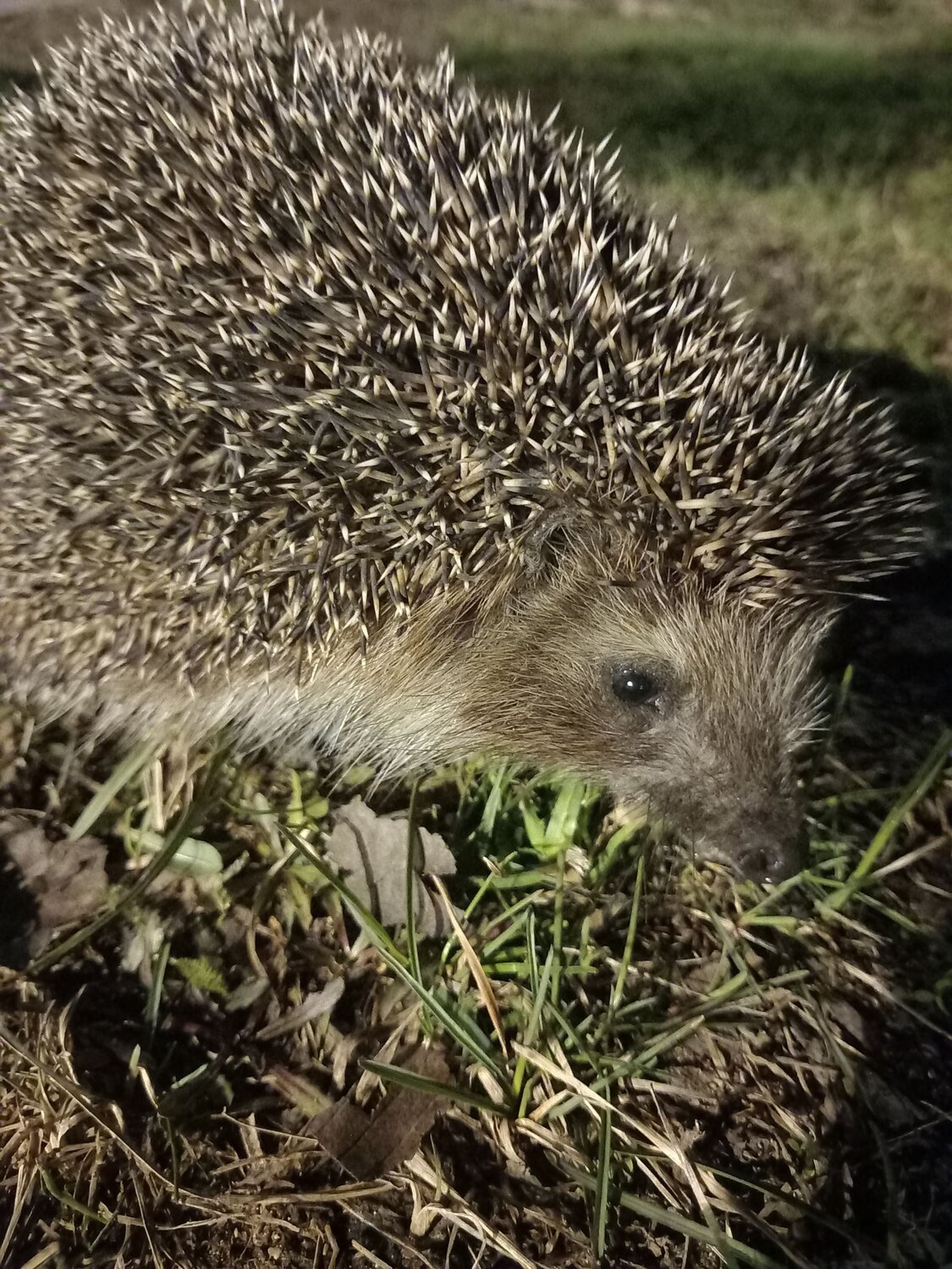 Photo #12141350