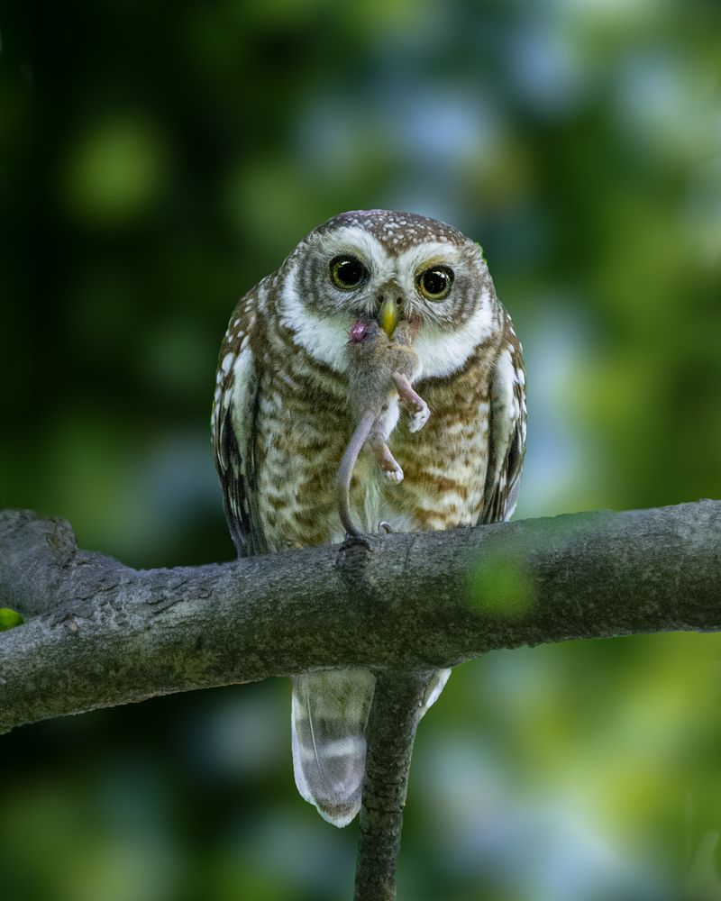 Photograph by SUHAS MANDAL