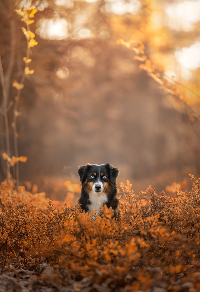 Photograph by Yong Lei van Barlingen