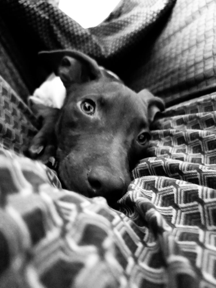 Photo #12142071