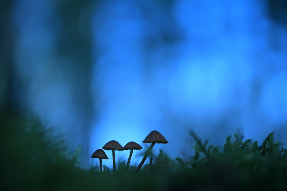 На краю холодного леса