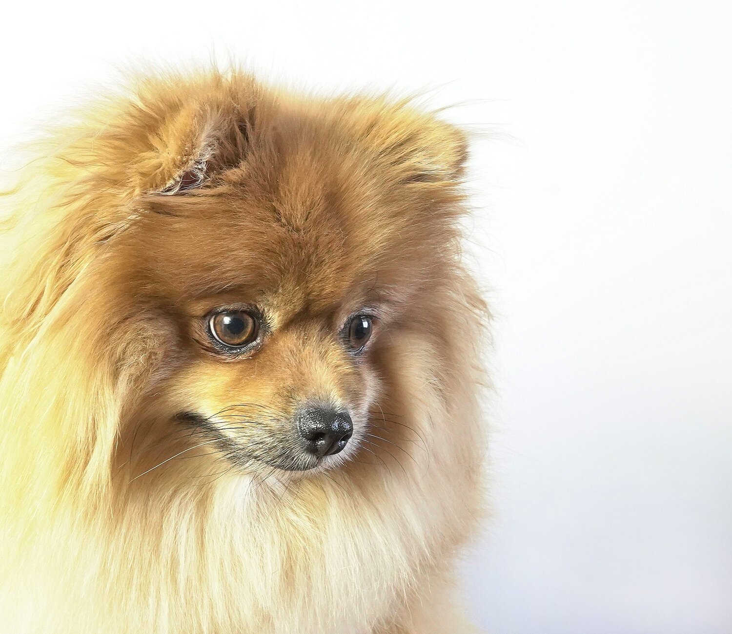 Photo #12142291