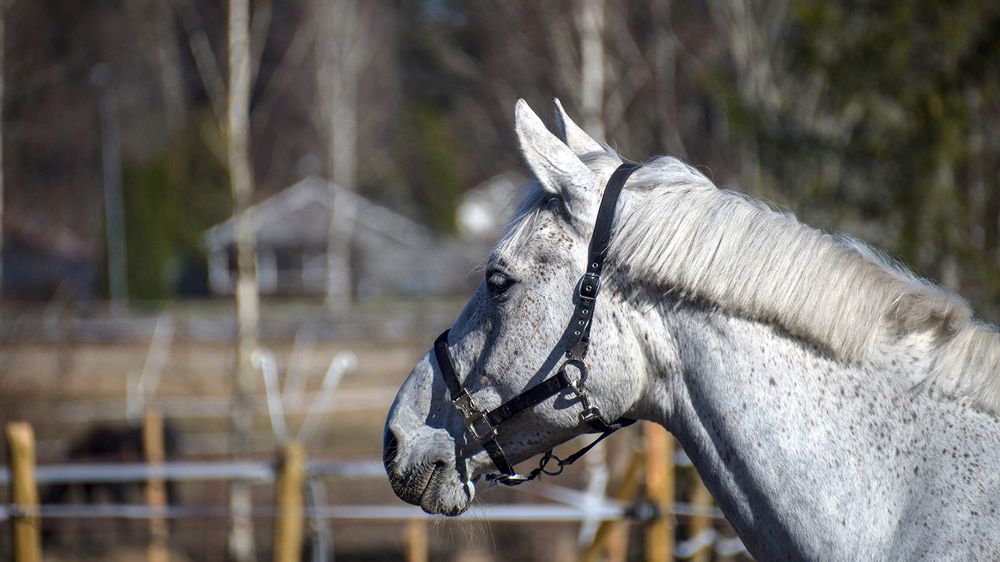 Они живут ради людей