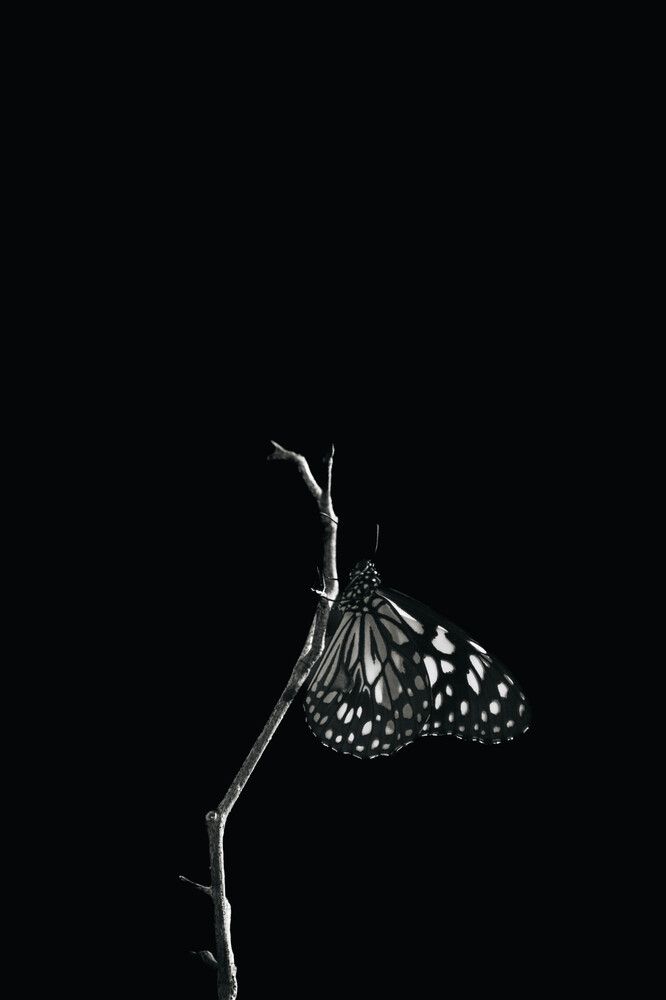Photograph by Braveen Sivakumar