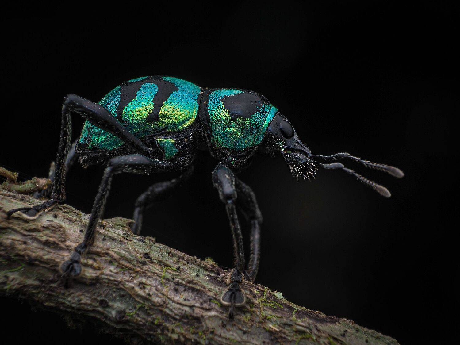 Weevil