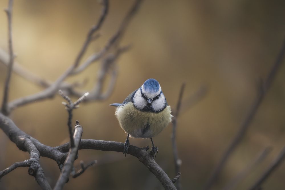 Photograph by Thomas de Franzoni