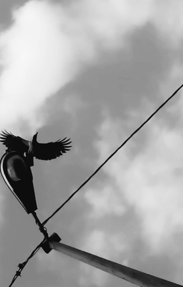 Freedom