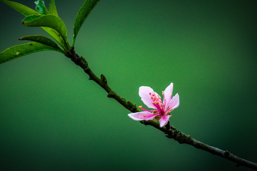 Фотография автора Tushar Bhogle