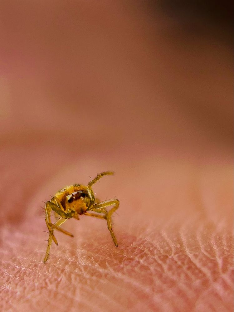 Little Spidy