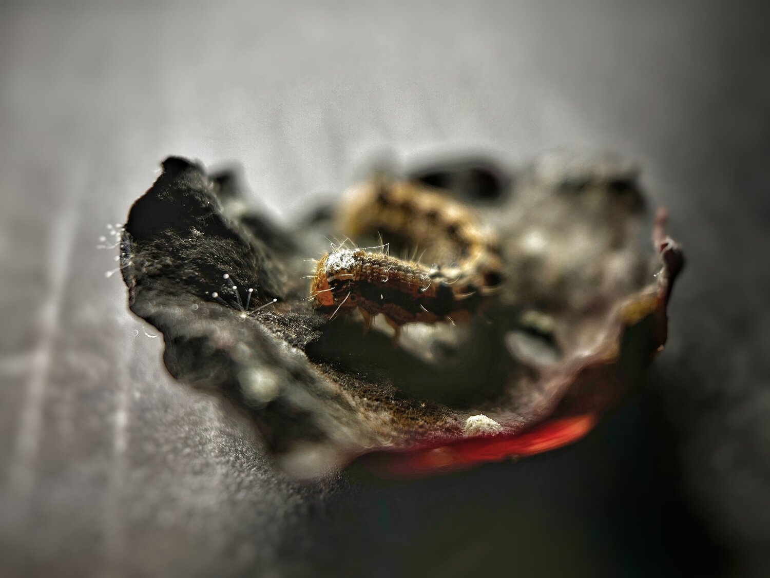 Photo #12144022