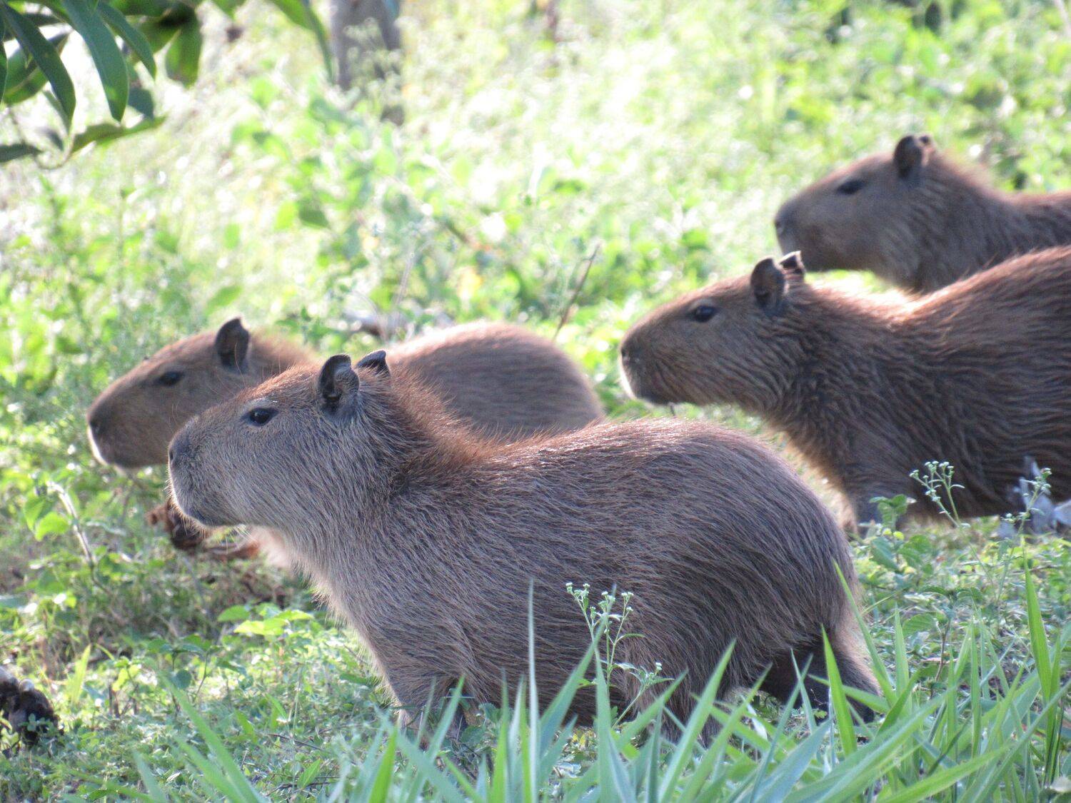 Capivaras