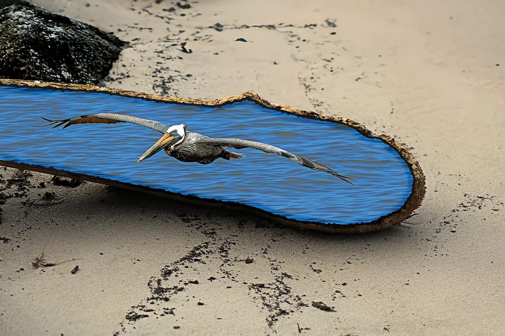 Driftwood Dreams