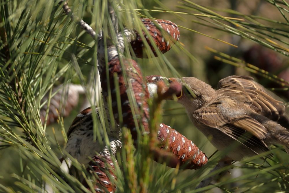 Adult and Baby Sparrow