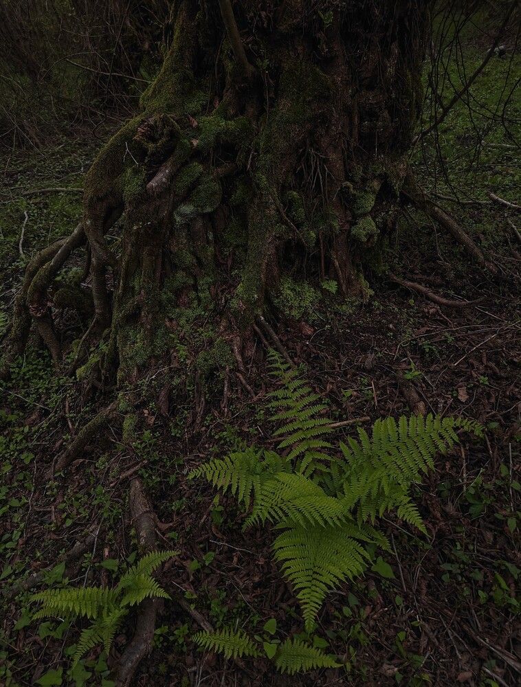Ferny & Mossy.