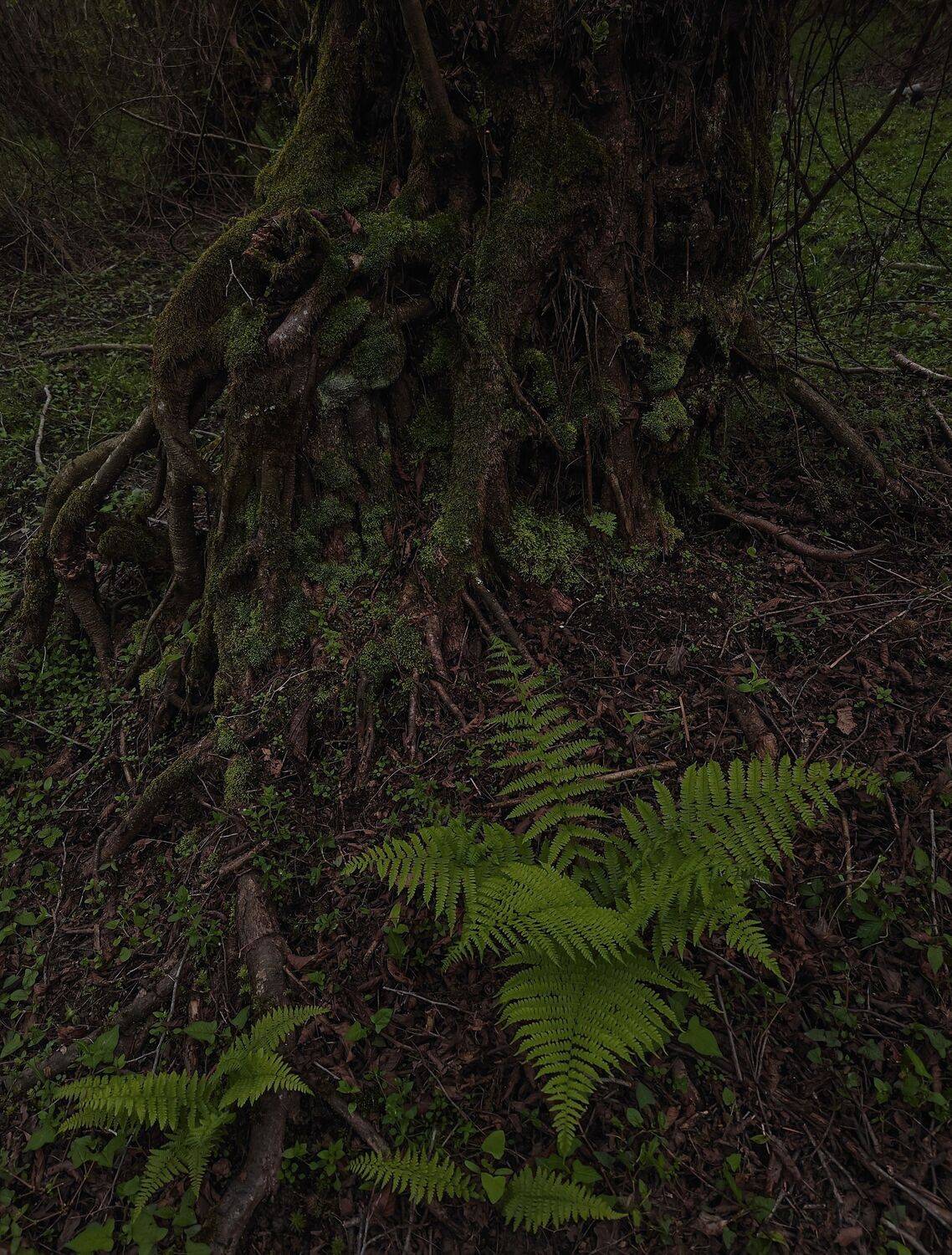 Ferny & Mossy.